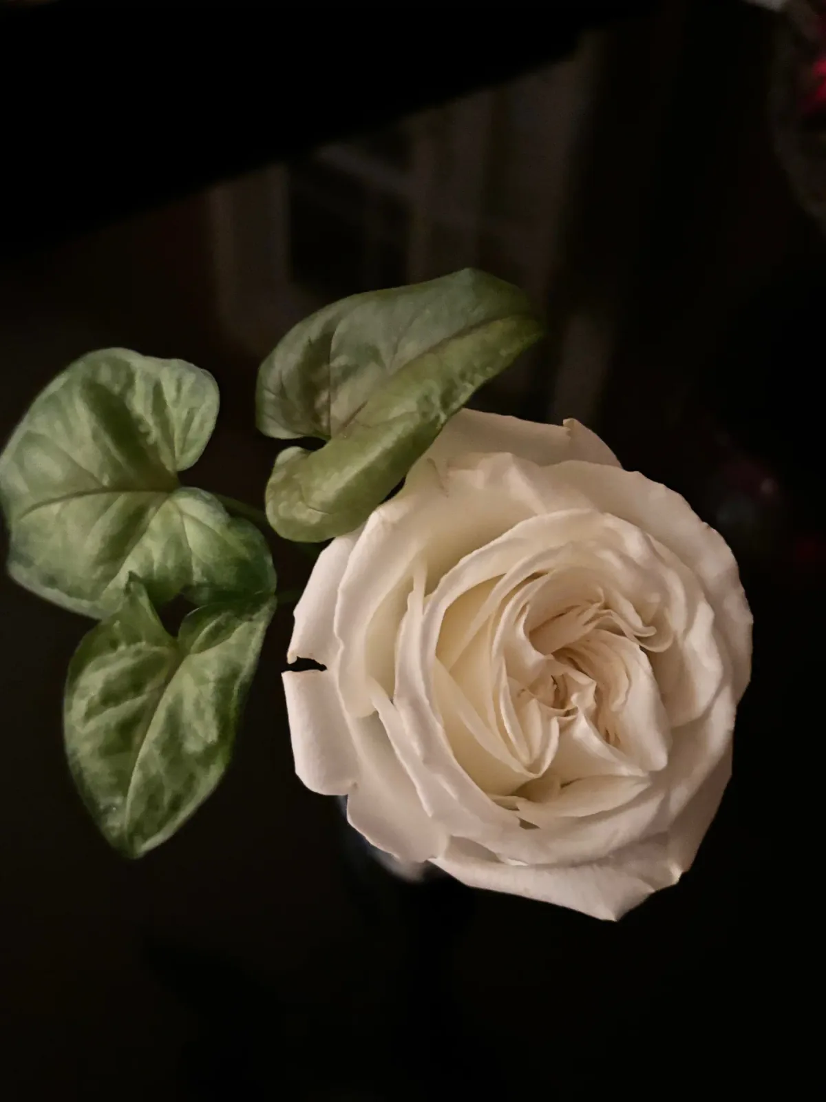 White rose, photograph